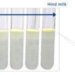 DESCIDA do LEITE MATERNO – Ocitocina & o leite posterior