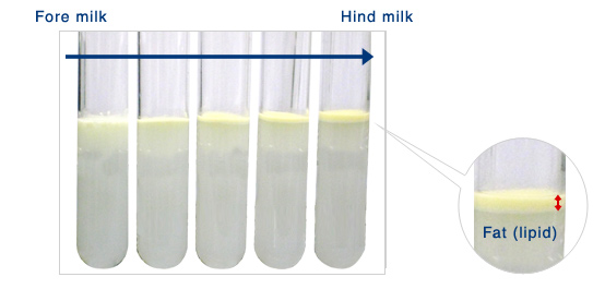 DESCIDA do LEITE MATERNO – Ocitocina & o leite posterior